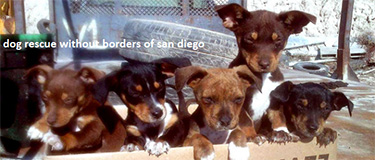 Dog Rescue Without Borders of San Diego